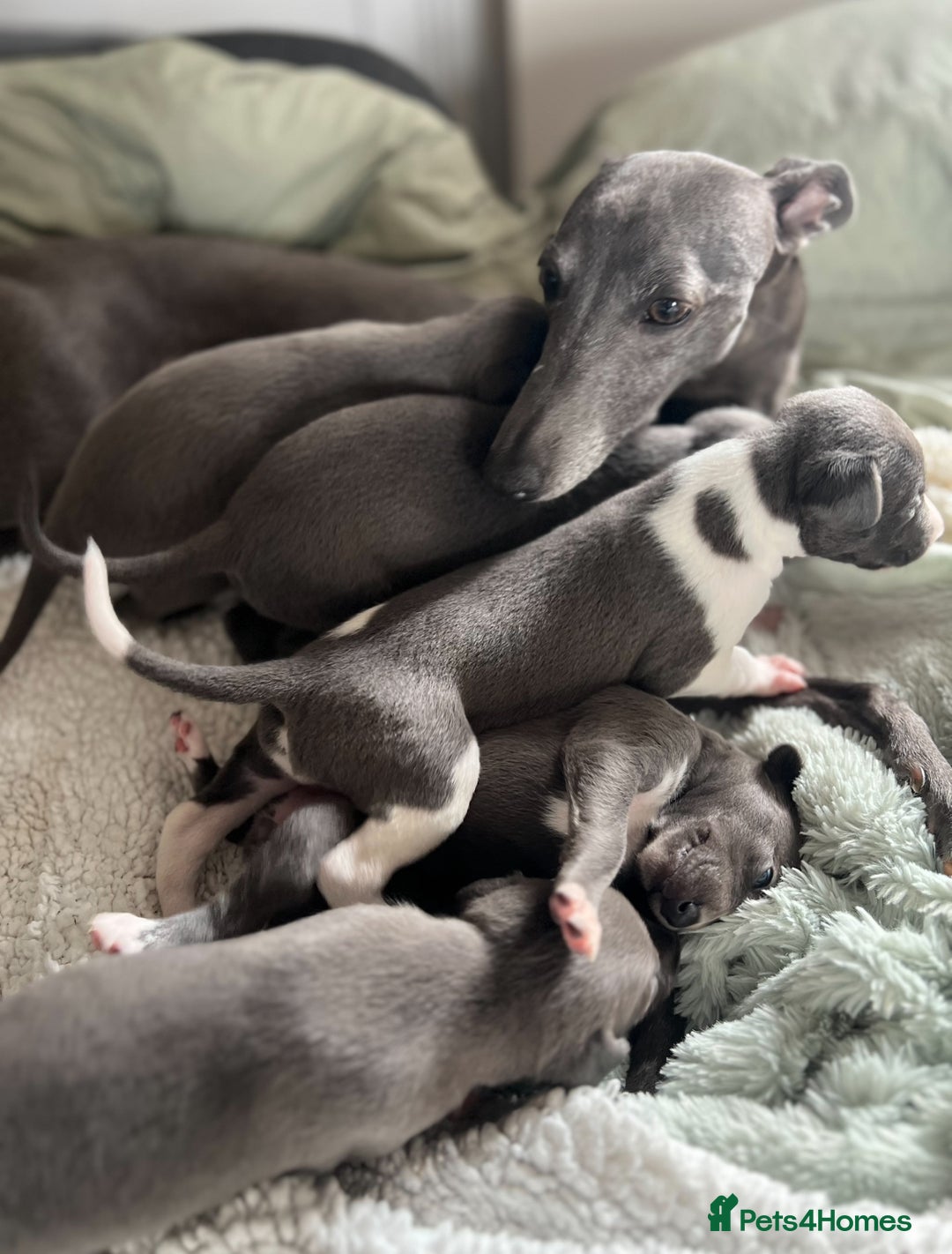 Whippet dogs for sale: 💙 Whippet Puppies – Beautiful Blue Litter 💙 - Image 1
