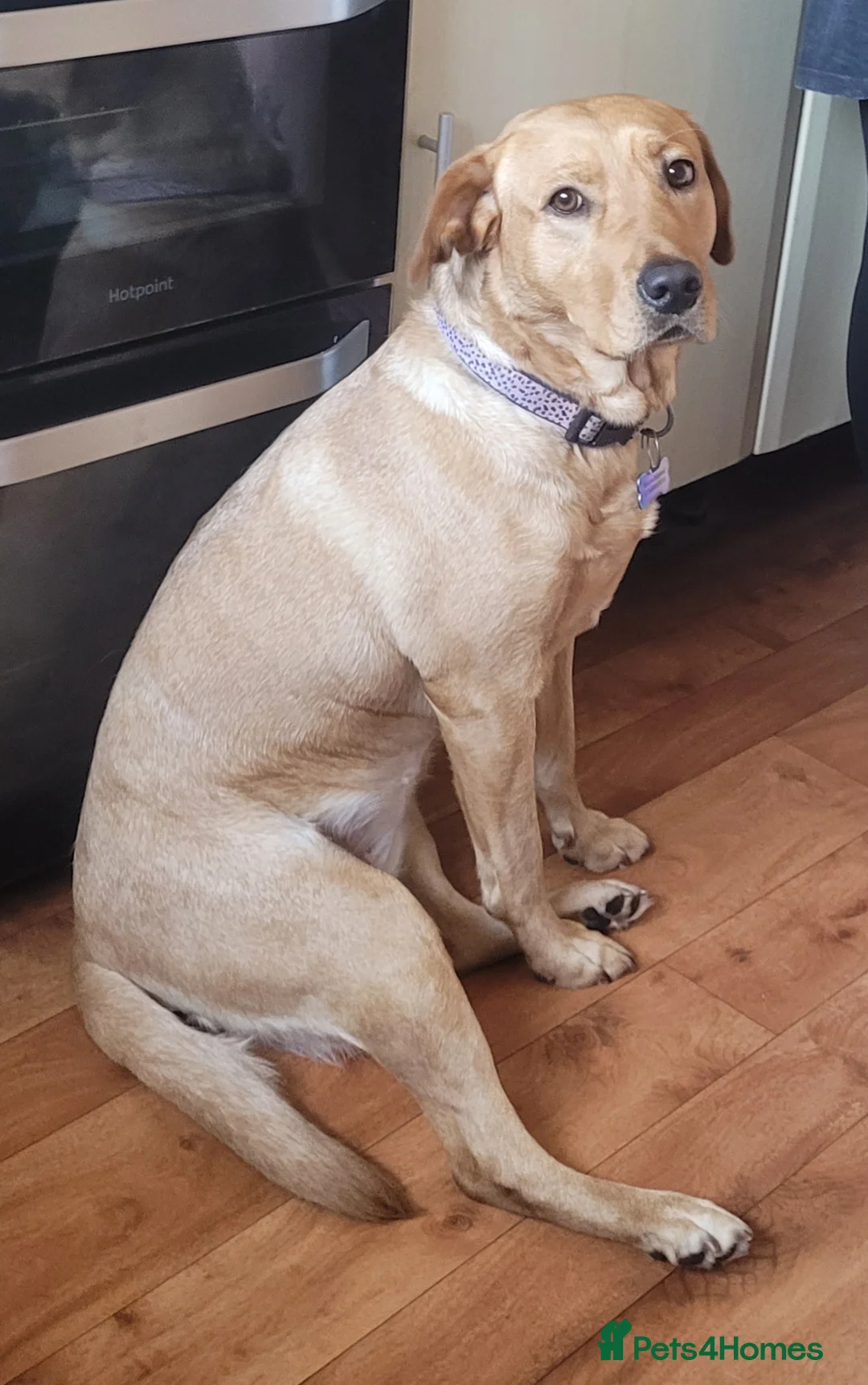 Labrador Retriever dogs for sale: Lola. Labrador - Advert 1