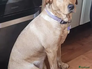 Labrador Retriever dogs Lola. Labrador - Advert 1