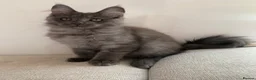 Maine Coon cats for sale: TICA Registered Maine Coon Kitten Female  - Advert 7