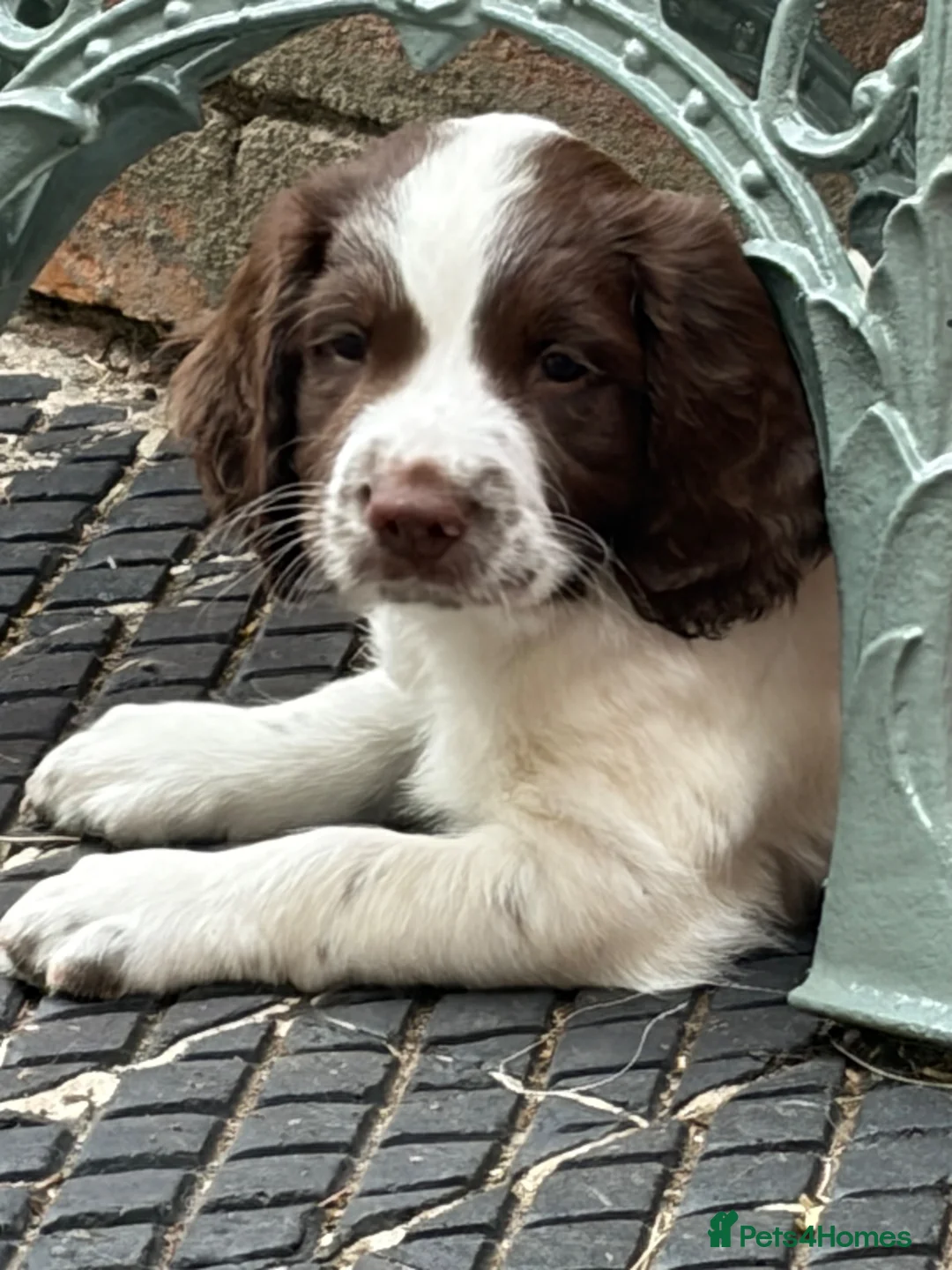 English Springer Spaniel dogs for sale: Kc reg Ftch English springer spaniels.  - Advert 1