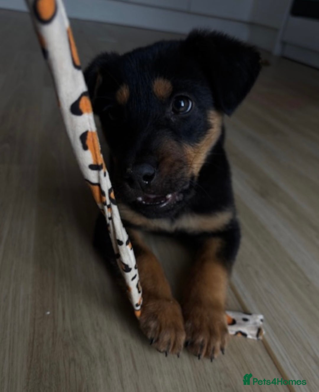 Rottweiler dogs for sale: Rottweiler puppy - Image 2