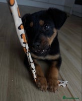 Rottweiler dogs - Advert 3