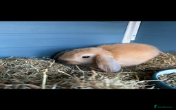 Mini Lop rabbits for sale: Mini Lop Rabbits  - Image 7