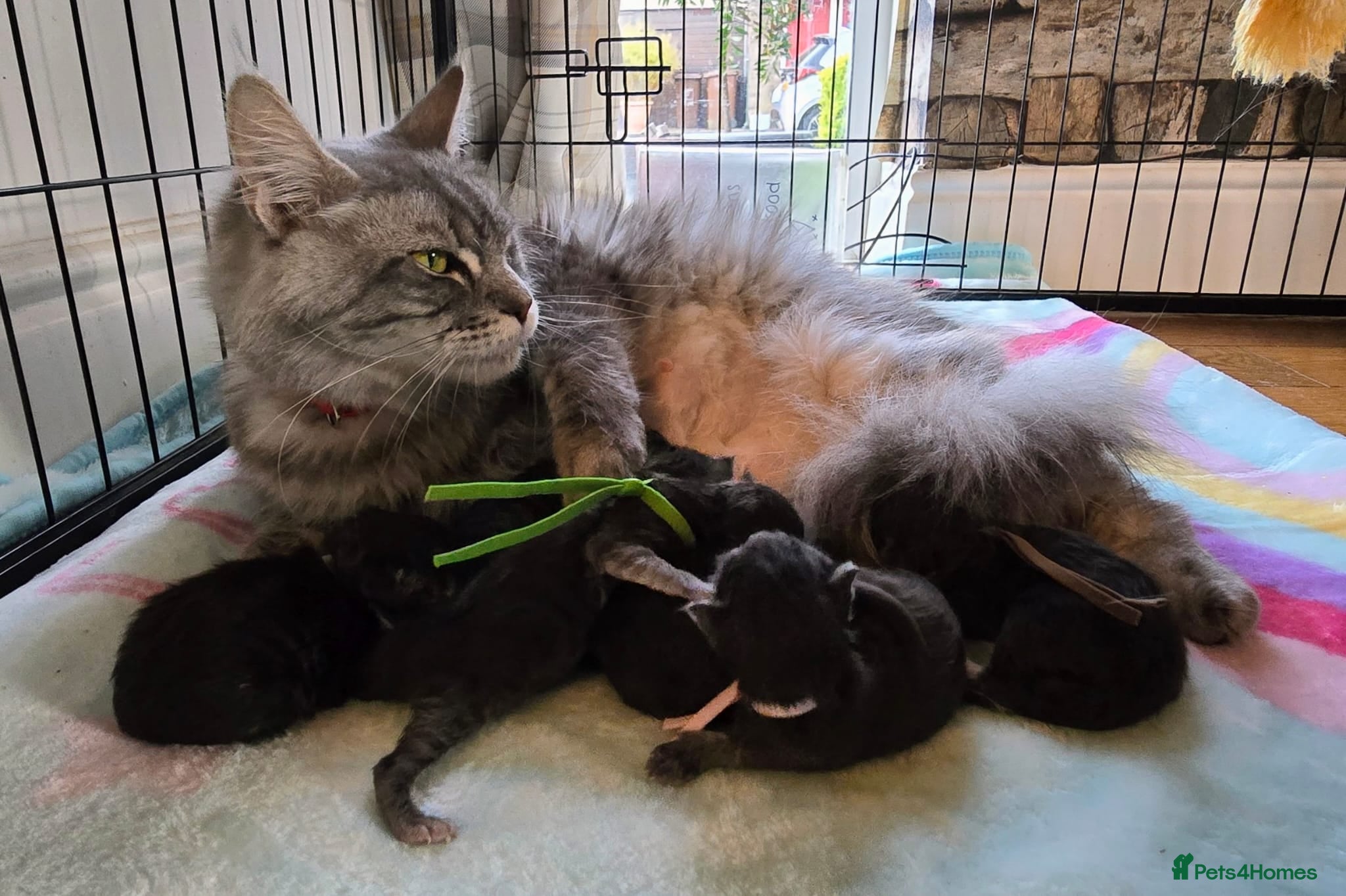 Maine Coon cats 6 Healthy Newly Born babies - Advert 17
