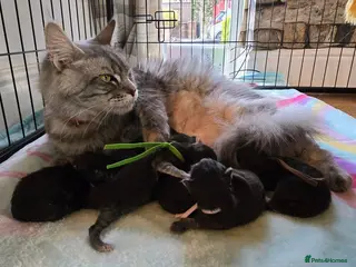 Maine Coon cats 6 Healthy Newly Born babies - Advert 1