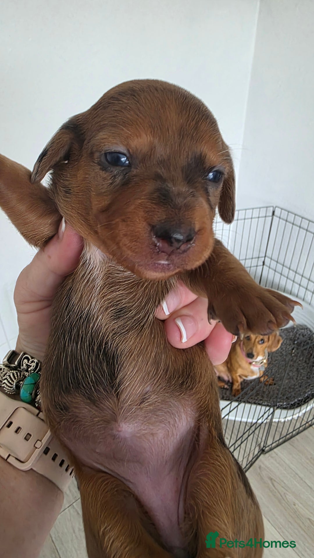 Dachshund dogs for sale: Dachshund tweenies for sale - Image 17
