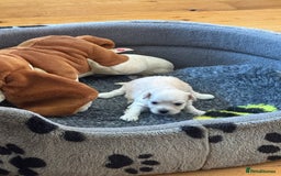 Havanese dogs for sale: Havanese Puppies For Sale - Advert 8