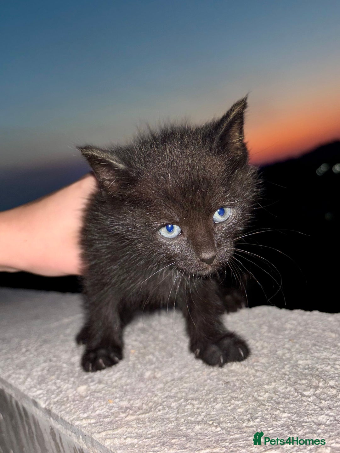 Mixed Breed cats for sale: Kittens ready to go - Image 5