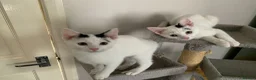 Mixed Breed cats for sale: Beautiful Mixed Kittens x5 - Microchipped - READY - Advert 5