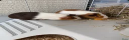 Guinea Pig rodents for sale: Guinea pig pairs. in Slough - Advert 4