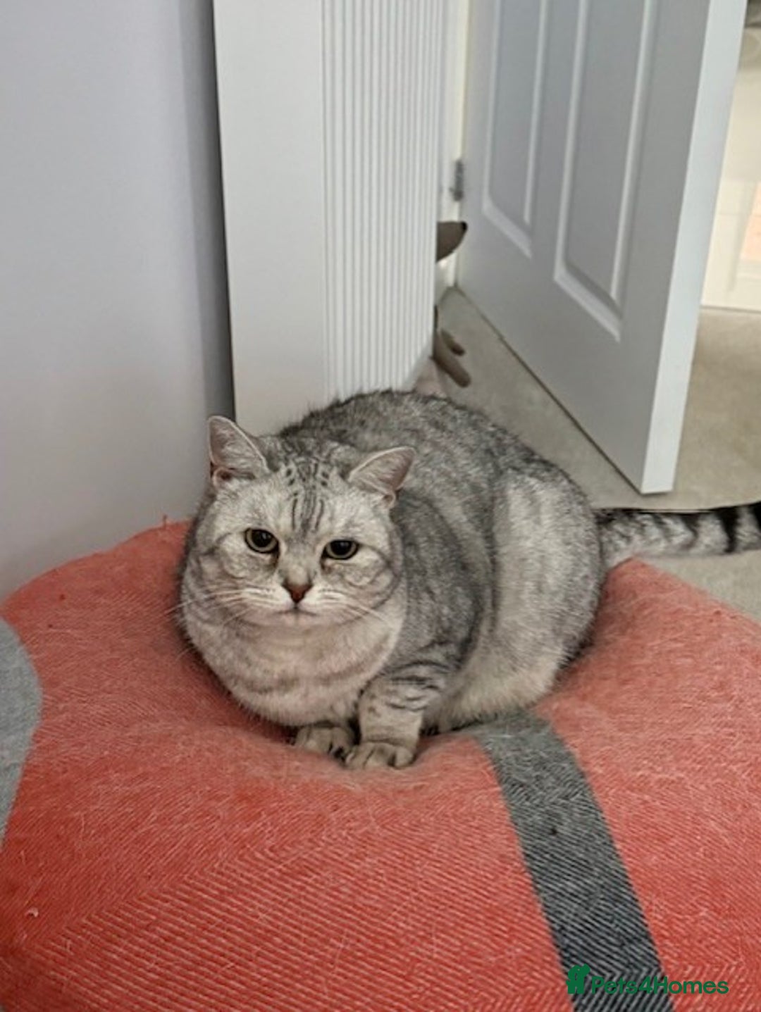 British Shorthair cats for sale: Adults Cats for Sale / loving home - Image 3