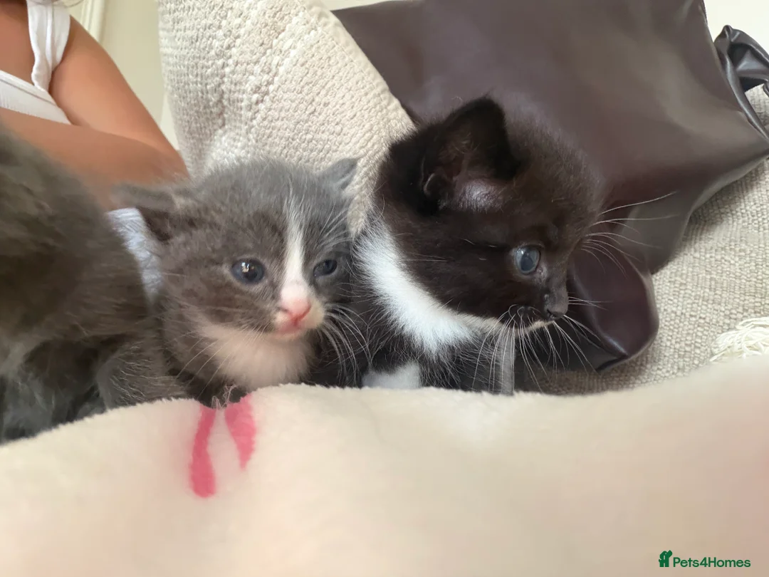 Ragdoll cats for sale: RAGDOLL X SHORTHAIR KITTENS  - Advert 2
