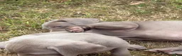 Weimaraner dogs for sale: 🐶KC Registered Weimaraner Puppies 🐶 - Advert 8