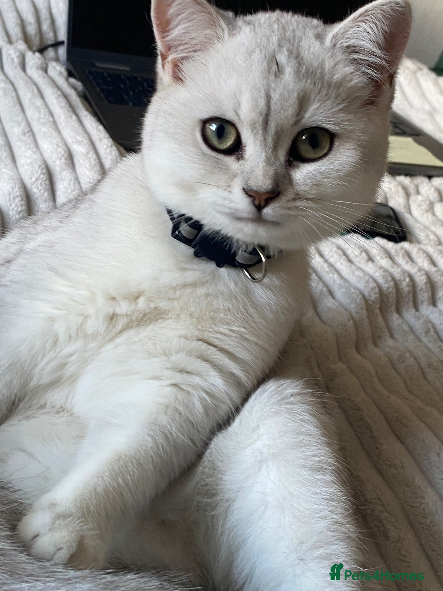 British Shorthair cats British Shorthair Golden & Silver Kittens  - Advert 2