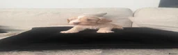 Cockapoo dogs for sale: Beautiful F1B cockapoo puppies  in Wolverhampton - Advert 13