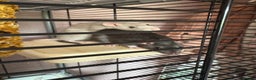 Rat rodents for sale: 2 pet female rats for rehoming  - Advert 1