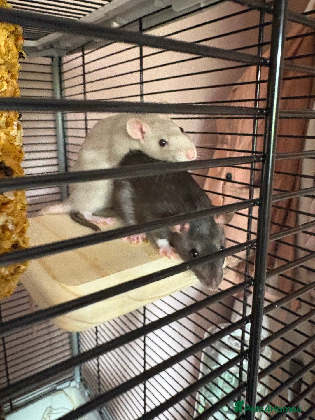 Rat rodents for sale: 2 pet female rats for rehoming  - Advert 1
