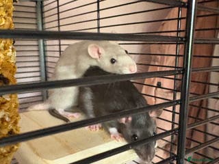 Rat rodents 2 pet female rats for rehoming - Advert 13