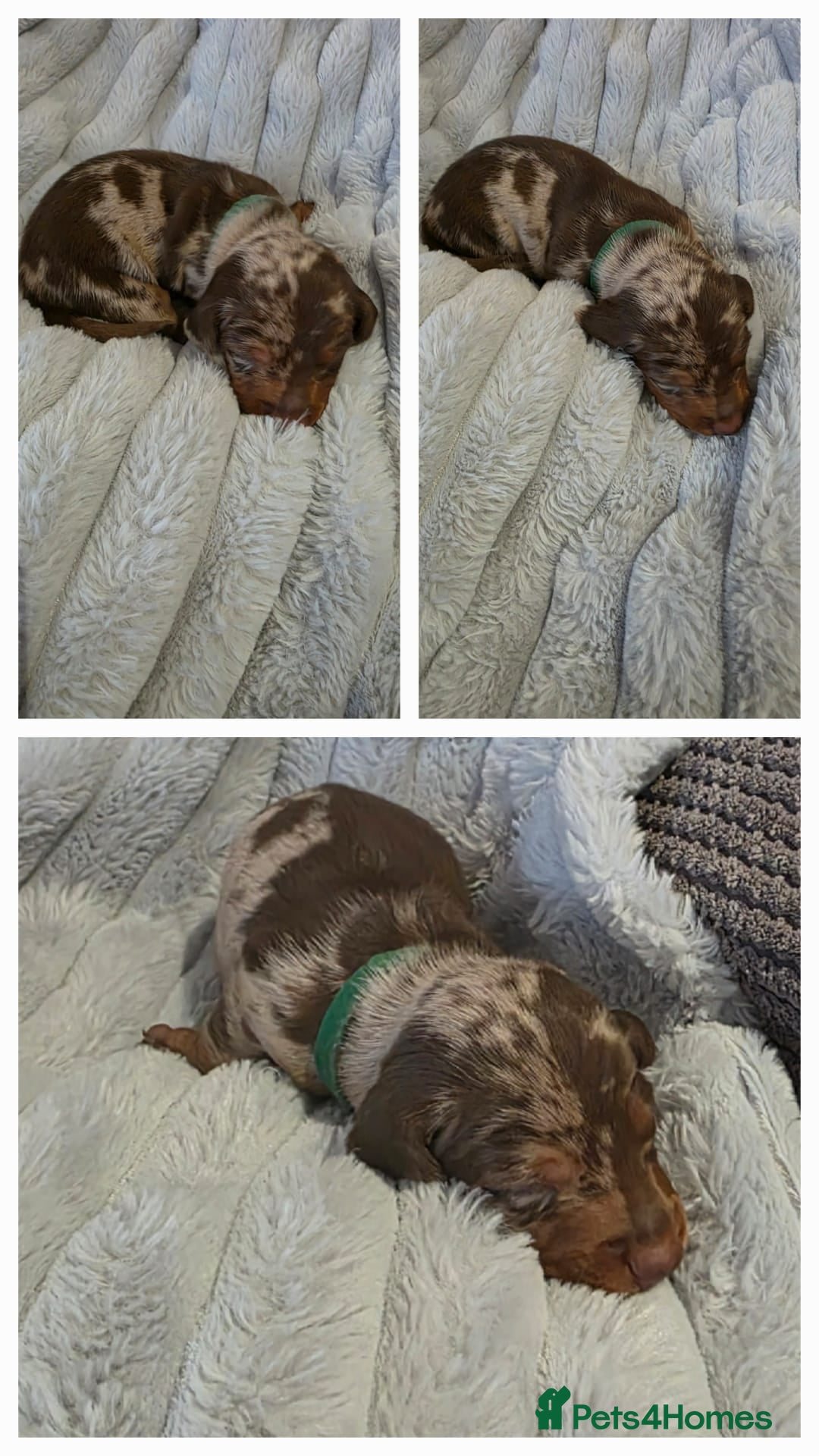 Miniature Dachshund dogs for sale: Miniture dachshund puppies available.  - Advert 4