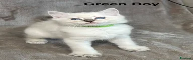Green Boy