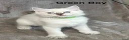 Ragdoll cats for sale: 😻Pure Ragdoll Kittens looking for loving home ❤️ - Advert 7