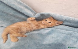 Mixed Breed cats for sale: Beautiful kittes Videos - Advert 4