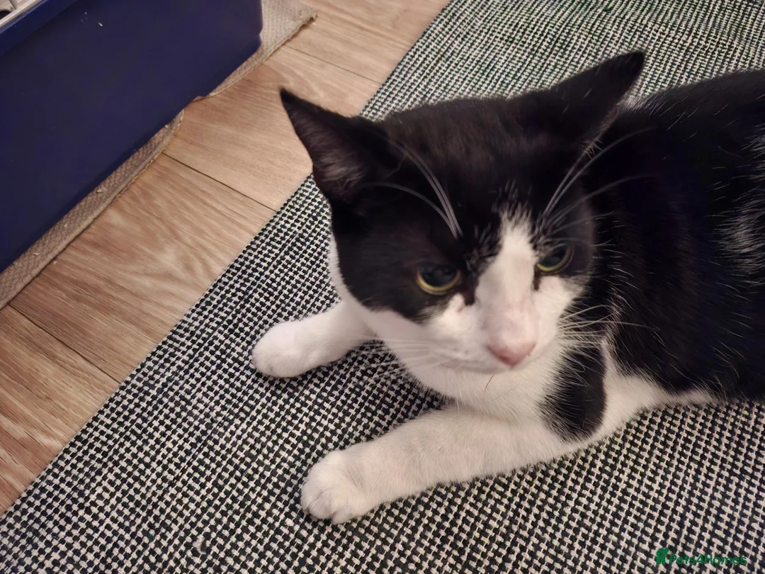 British Shorthair cats for sale: 5 year old male cat in Warrington - Advert 2