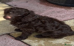 Cockapoo dogs for sale: last F1 boy ready now - Image 22