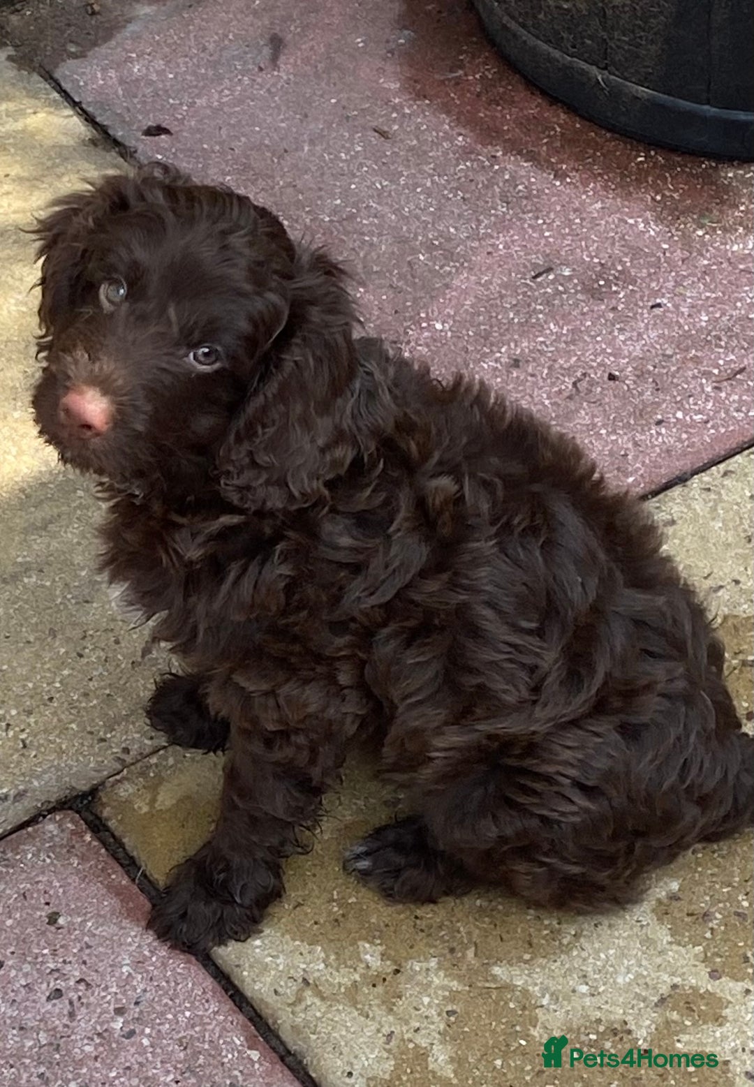 Cockapoo dogs for sale: last F1 boy ready now - Image 22