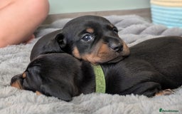 Dachshund dogs for sale: 🐾 Standard Dachshund Puppies-Absolutely perfect🐾 - Image 3