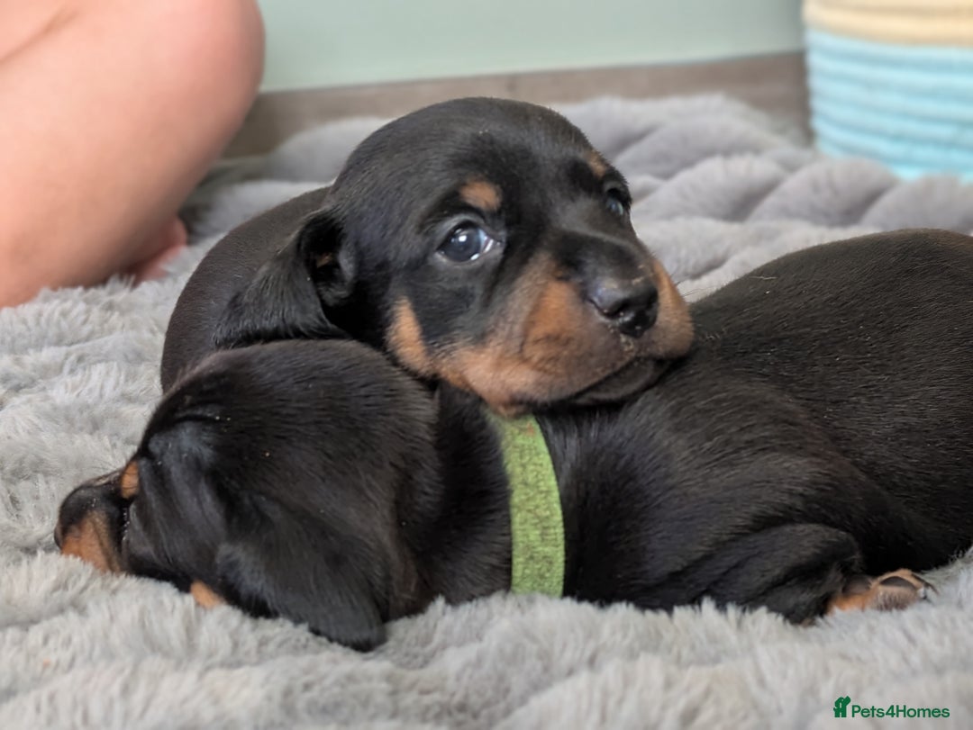 Dachshund dogs for sale: 🐾 Standard Dachshund Puppies-Absolutely perfect🐾 - Image 3