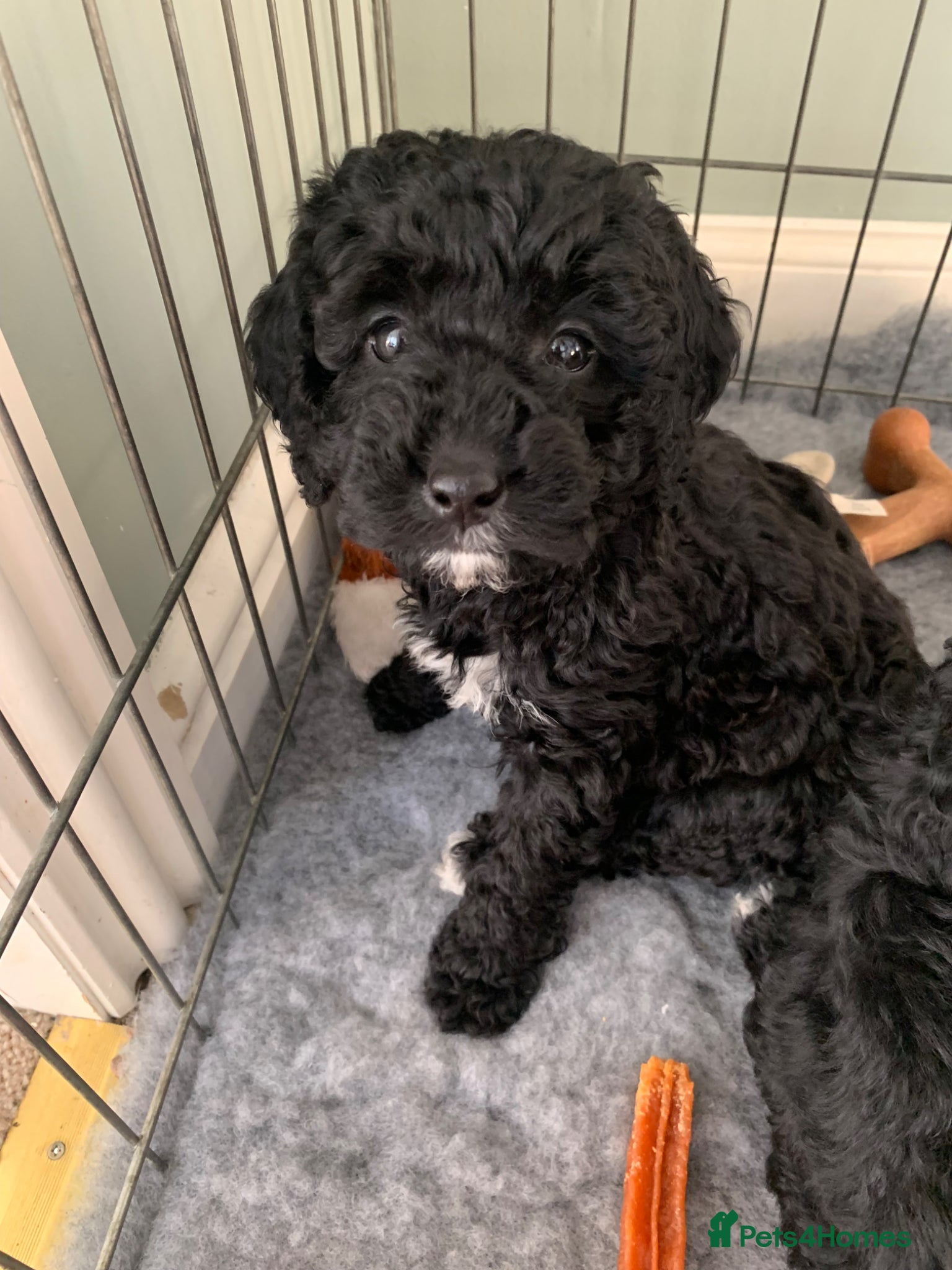 Cockapoo dogs Beautiful Cockapoo black female puppy - Advert 2