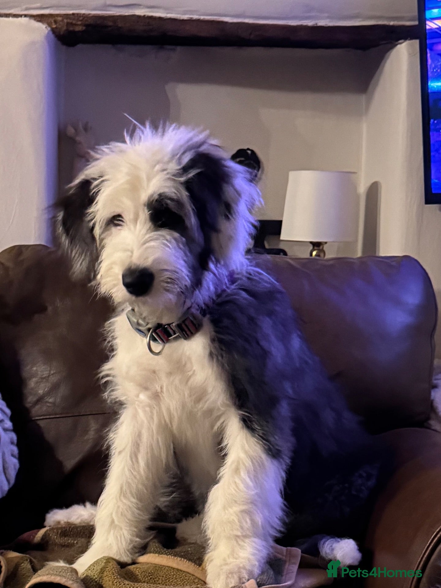 Old English Sheepdog dogs KC Registered Old English Sheepdog puppies - Advert 1
