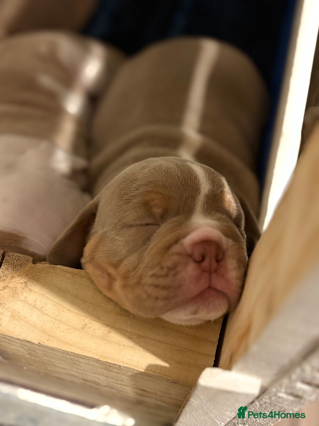 Olde English Bulldogge dogs for sale: Stunning Litter of OldTyme English Bulldogge!!💖💙 - Image 4