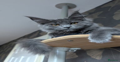 Maine Coon cats - Advert 7