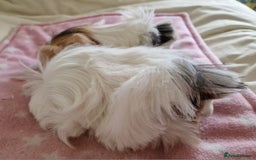 Guinea Pig rodents for sale: Pure Peruvian Sisters - Image 11
