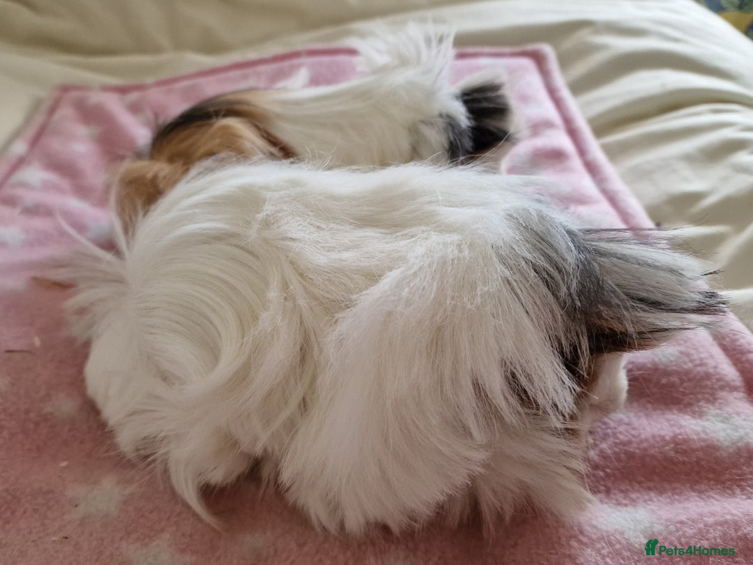 Guinea Pig rodents for sale: Pure Peruvian Sisters - Image 11