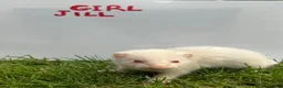 Ferret rodents for sale:     Baby Ferrets – Boys & Girls Available - Advert 6