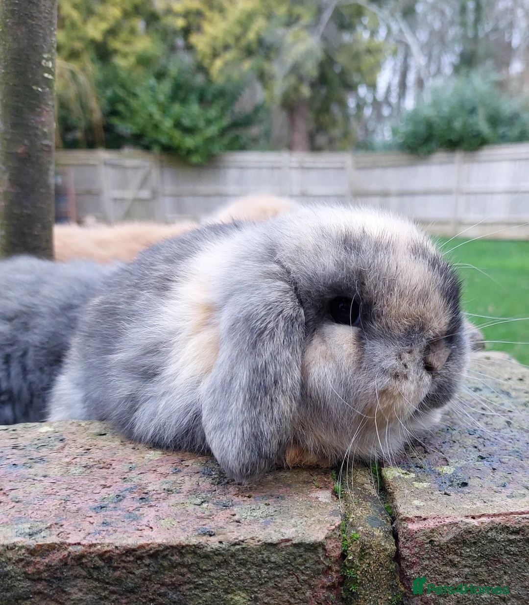 Mini Lop rabbits for sale: Baby Mini Lop Rabbits  - Advert 6