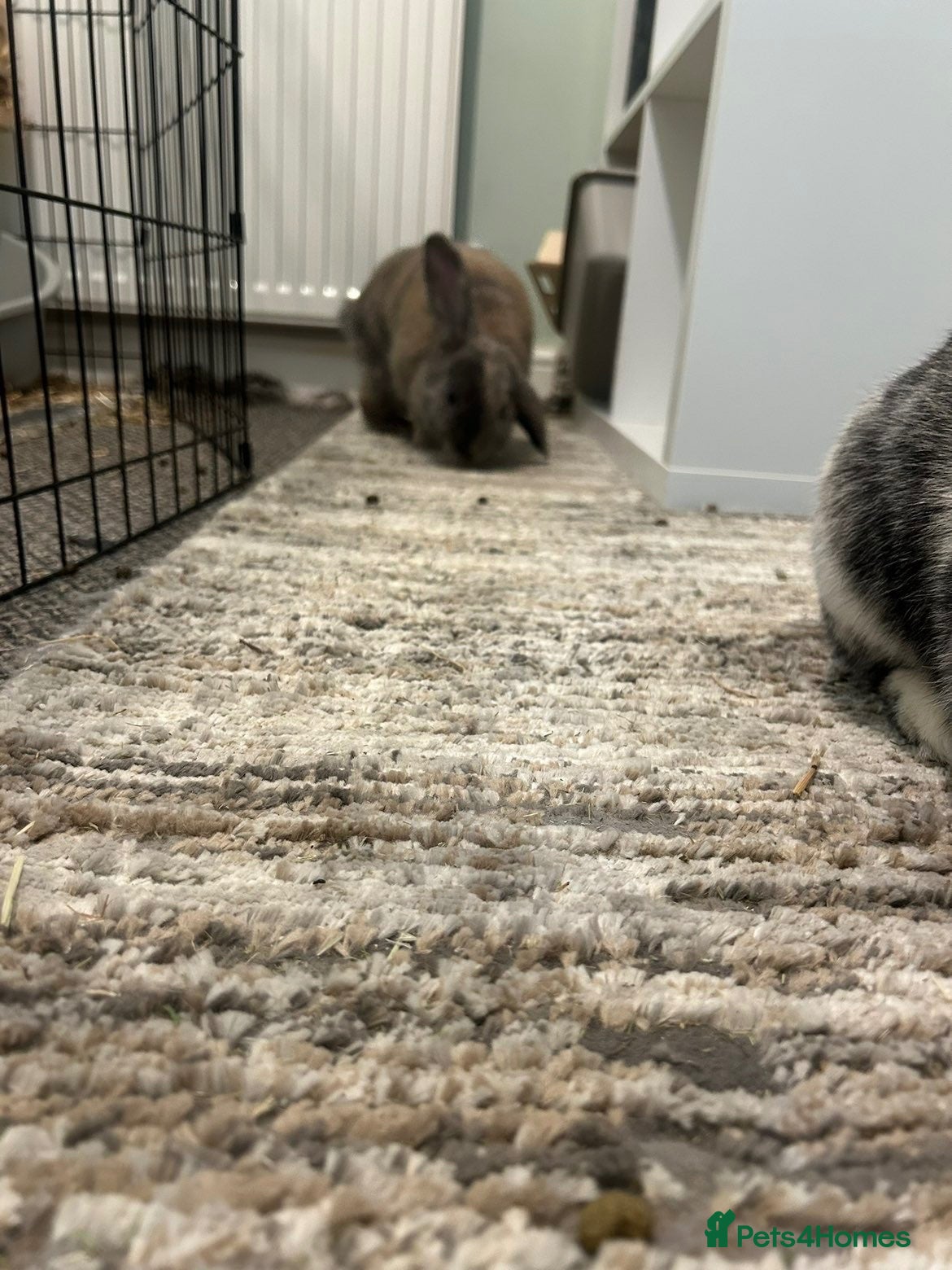 Mini Lop rabbits Maple and cocoa 2 female rabbits re home ASAP - Advert 13