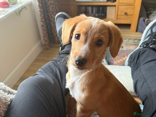 Mixed Breed dogs Beautiful puppy - Advert 2