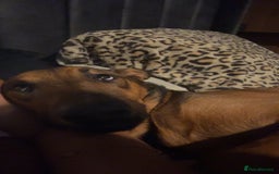 Mixed Breed dogs for sale: Friendly Active Girl  - Image 5