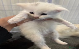 Maine Coon cats for sale: Beautiful XL Maine coon kittens 1 male 1 female  - Image 5