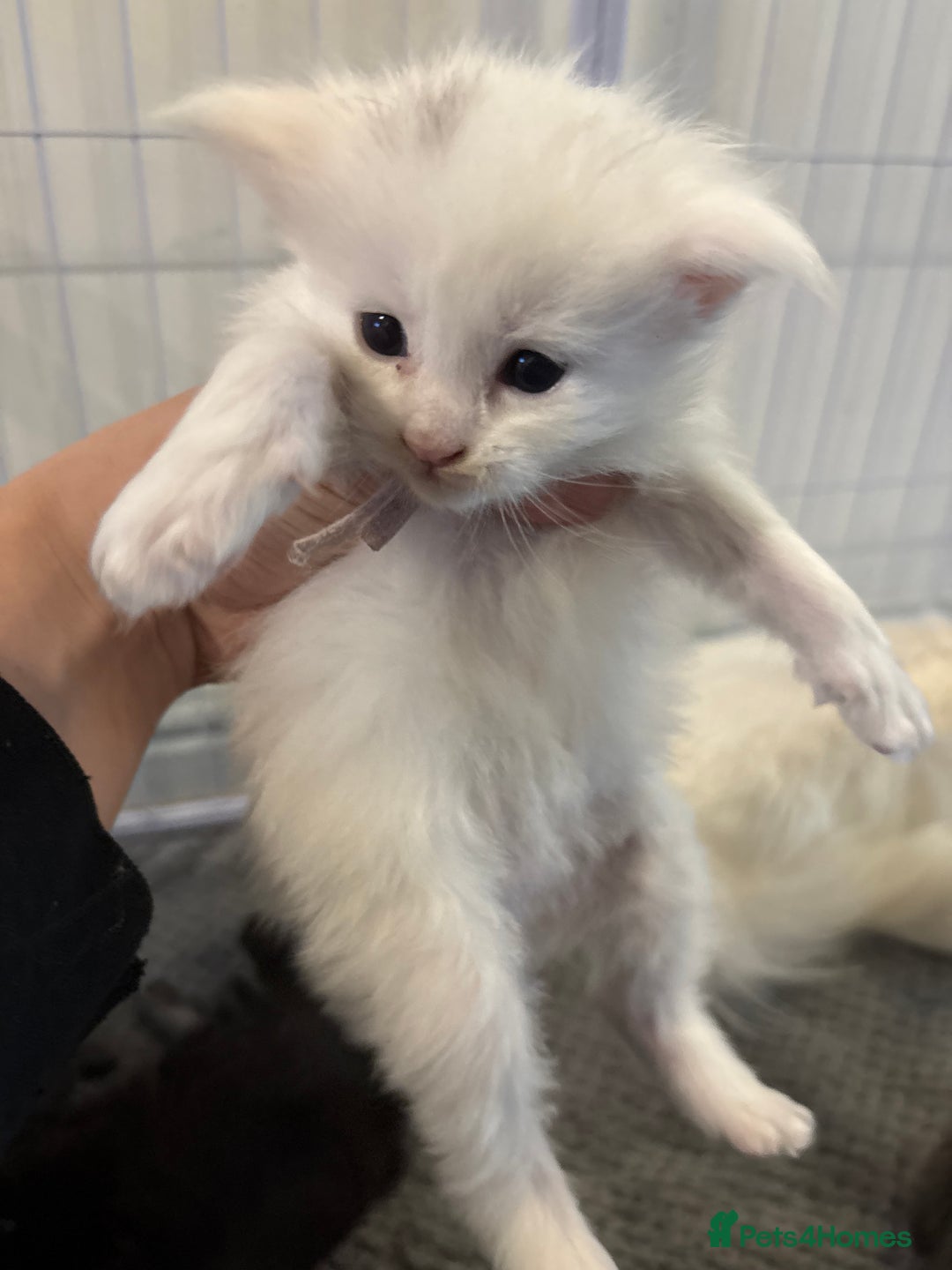 Maine Coon cats for sale: Beautiful XL Maine coon kittens 1 male 1 female  - Image 5