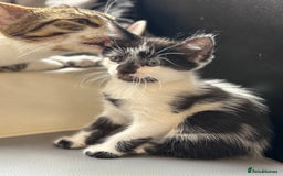 Mixed Breed cats for sale: 1 female left-Gorgeous Bengal X British Shorthair  - Advert 18