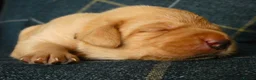 Labrador Retriever dogs for sale: KC registered Fox red labradors in Peterborough - Advert 7