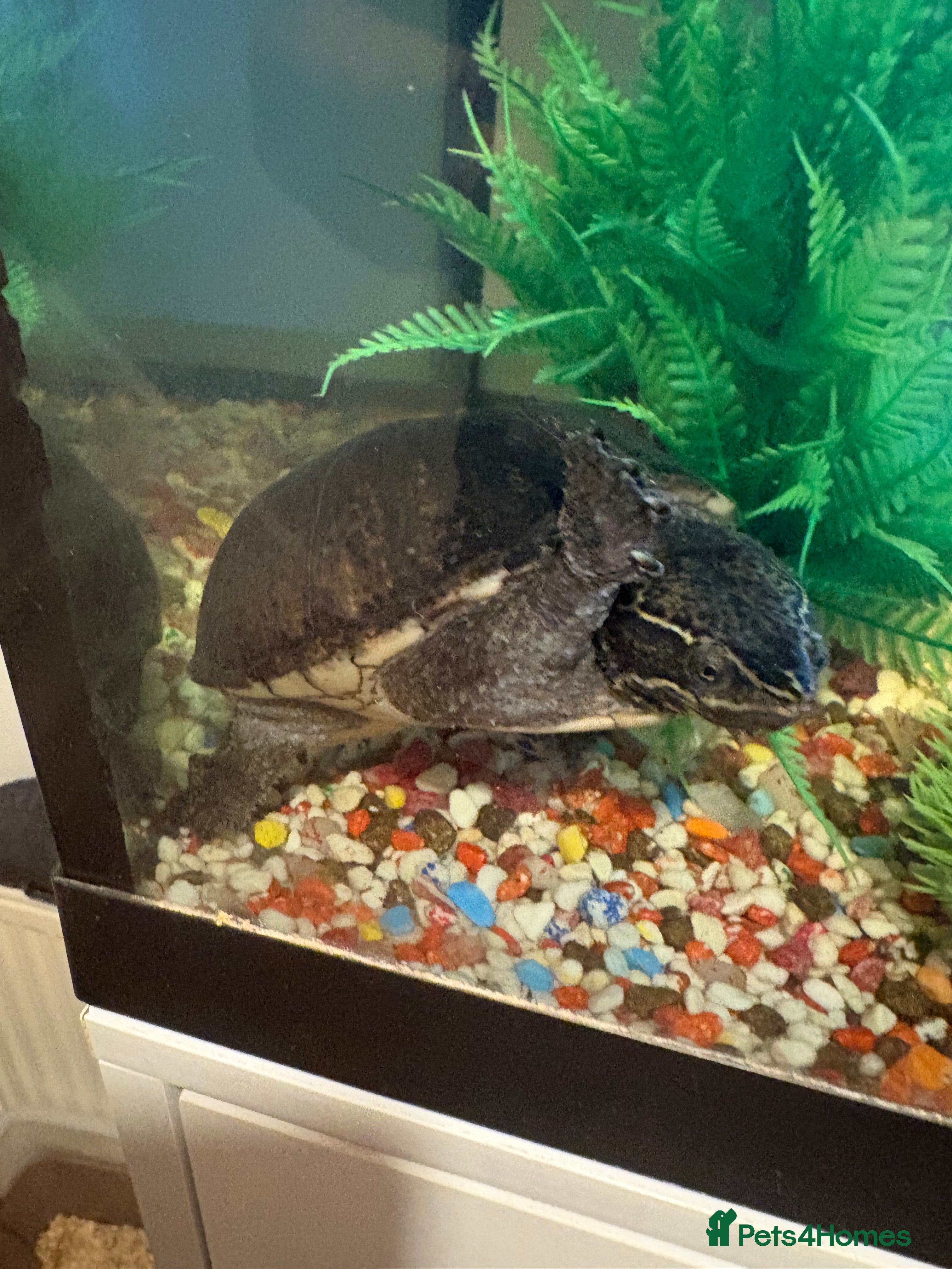 Turtle reptiles Musk turtle - adult male  - Advert 1