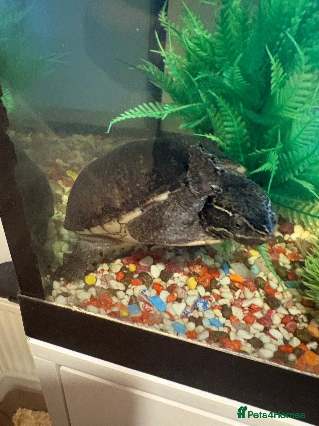 Turtle reptiles for sale: Musk turtle - adult male  - Advert 1