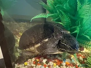 Turtle reptiles Musk turtle - adult male - Advert 17